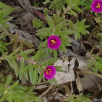 Portulaca pilosa L.